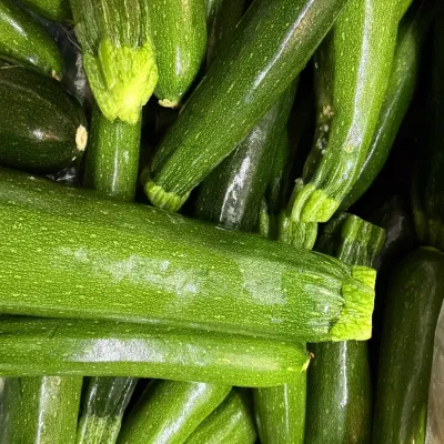 Fresh Zucchini From Mighty Food Farm